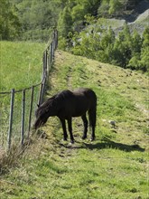 A black horse grazes in a sunny meadow near a pasture fence. Trees and hills can be seen in the