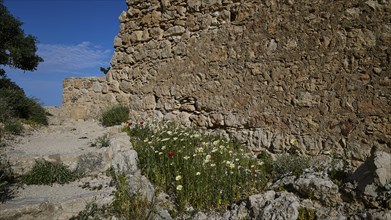 Stone wall with growing flowers next to it and rocks surrounded by vegetation, Kritinia Castle, St