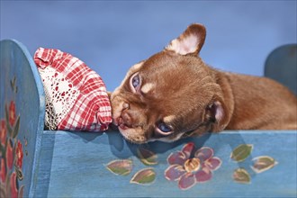 Mocca Orange Tan French Bulldog dog puppy in bed in front of blue background