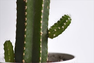 Close up of new branch growth on cactus plant