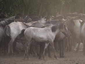 A large herd of horses stands close together on a dusty ground, surrounded by trees, merfeld,