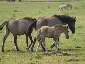 Three horses graze on a green meadow, a foal follows closely, other horses in the background,