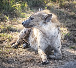 Spotted Hyena (Crocuta Crocuta) in Kruger National Park, South Africa, Africa