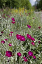 Garden with flowering carnation (Lychnis coronaria), insect-friendly, carnation, hardy, bees, wild