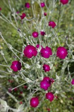 Garden with flowering carnation (Lychnis coronaria), insect-friendly, carnation, hardy, bees, wild