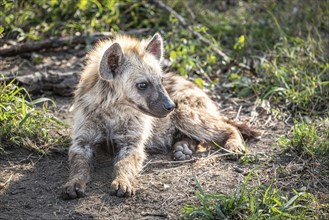 Spotted Baby Hyena (Crocuta Crocuta) in Kruger National Park, South Africa, Africa