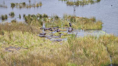 Hippo pool with a lot of animals in the Okavango Delta, Botswana, aerial hot made from a