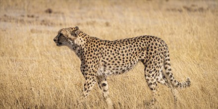 Relaxing Cheetah in the Kruger National Park, South Africa during winter season