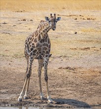 One Giraffe at the Kruger National Park, South Africa (close-up)