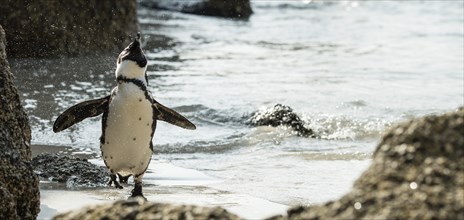 Colony of African Penguins (lat. Spheniscus Demersus) at Boulders Beach in Simonstown, South