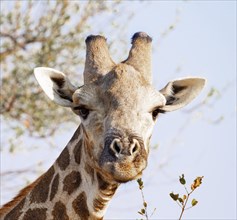 One Giraffe at the Kruger National Park, South Africa (close-up)