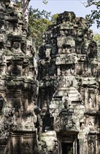 The famous Ta Prohm temple near Angkor Wat, Cambodia, Asia