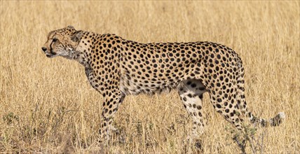 Relaxing Cheetah in the Kruger National Park, South Africa during winter season