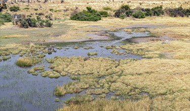 Zebra grazing in the Okavango Delta, Botswana (aerial shot made from a helicopter)