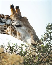 Eating Giraffe close-up shot in the Kruger National Park, South Africa, Africa