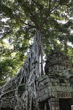 The famous Ta Prohm temple in Angkor Wat, Cambodia, Asia