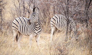 Zebras spotted in the Khama Rhino Sanctuary, Botswana, during winter, Africa