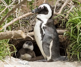 African Penguins (lat. Spheniscus Demersus) in front of a nest at Boulders Beach in Simonstown in