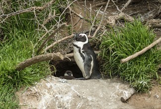 African Penguins (lat. Spheniscus Demersus) in front of a nest at Boulders Beach in Simonstown in