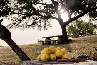 Lemon cut with a knife on a wooden board on a table in a park in the background a pile of lemons