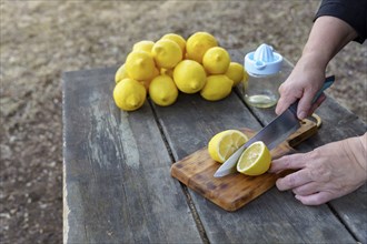 A woman cuts fresh lemons with a knife on a wooden table in the field with a pile of lemons and a