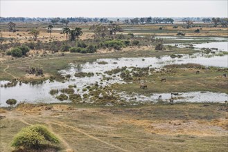 Wildlife in the Okavango Delta (aerial view from a helicopter)