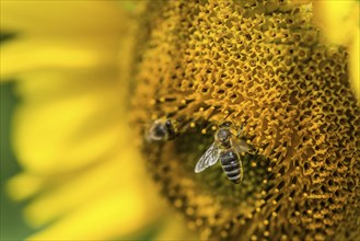 Sunflower with a Bee (selective focus) at a hot summer day