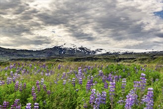 The famous Eyjafjallajokull vulcano with Lupines in the foreground Iceland