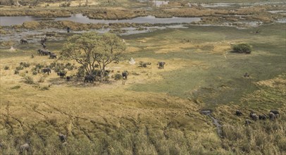 Herd of elephants in the Okavango Delta (aerial view from a helicopter)