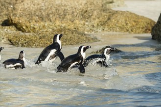 Boulders Beach Jackass Penguin colony, Simonstown in South Africa