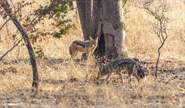 Two Jackals (Canis mesomelas) spotted in the Hwange National Park, Zimbabwe, Africa