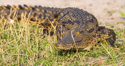 Nile crocodile (Crocodylus niloticus) spotted in the Chobe National Park, Botswana, Africa