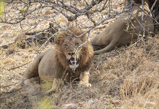 Male Lions (Panthera Leo) at Kruger National Park, South Africa, Africa