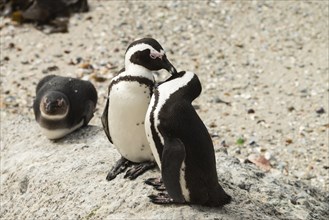 Penguins at Boulders Beach, Simonstown in South Africa (close-up shot)