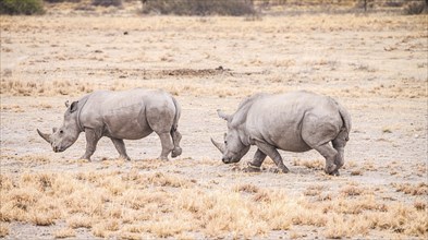 White Rhinoceros spotted in the Khama Rhino Sanctuary, Botswana, during winter, Africa