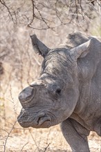 Dehorned Rhino closeup portrait in the Hwange National Park, Zimbabwe during winter season