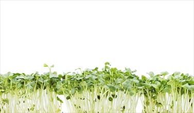 Cress isolated on white background (selective focus, close-up shot)