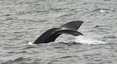 Whale watching in Hermanus, South Africa at a windy day