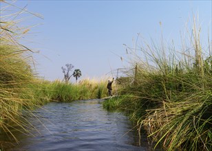 Adventure boat trip in a traditional Makoro at the Okavango Delta, Botswana, Africa