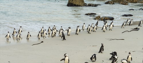 African Penguins (lat. Spheniscus Demersus) at Boulders Beach in Simonstown in South Africa