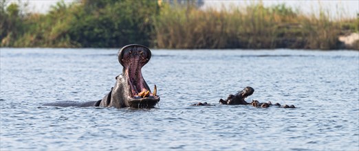 Hippo yawning. Spotted in the Chobe National Park, Botswana, Africa