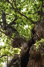 Gnarled old Oak at a hot summer day with green leaves