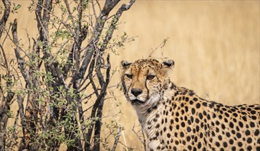 Cheetah in the Kruger National Park, South Africa during winter season