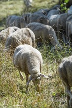 Flock of Sheeps (selective focus) on a meadow at a hot summer day