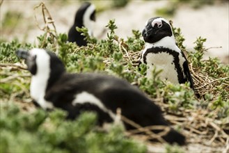 Boulders Beach Jackass Penguin colony, Simonstown in South Africa