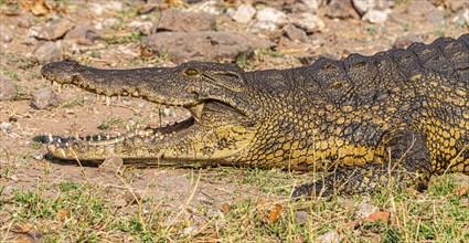 Nile crocodile (Crocodylus niloticus) spotted in the Chobe National Park, Botswana, Africa