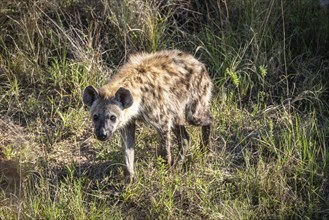 Spotted Hyena (Crocuta Crocuta) in Kruger National Park, South Africa, Africa