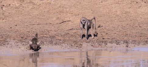 Baboons at a waterhole in Kruger National Park (close-up shot), South Africa, Africa