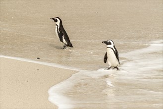 Penguins at Boulders Beach, Simonstown in South Africa (close-up shot)