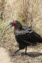 Southern Ground Hornbill (Bucorvus Leadbeateri) in Kruger National Park, South Africa, Africa